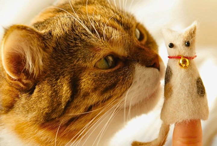 Dog & Cat Fur Products