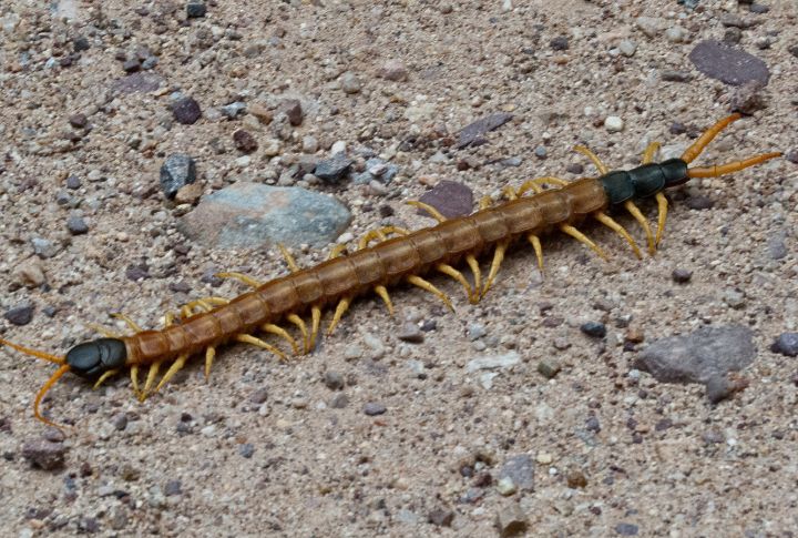 Giant Desert Centipede