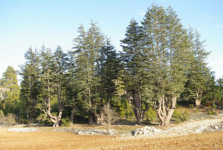 Cedar of Lebanon (Cedrus libani)