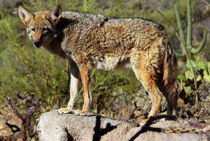 Each Pack Claims A Unique Territory