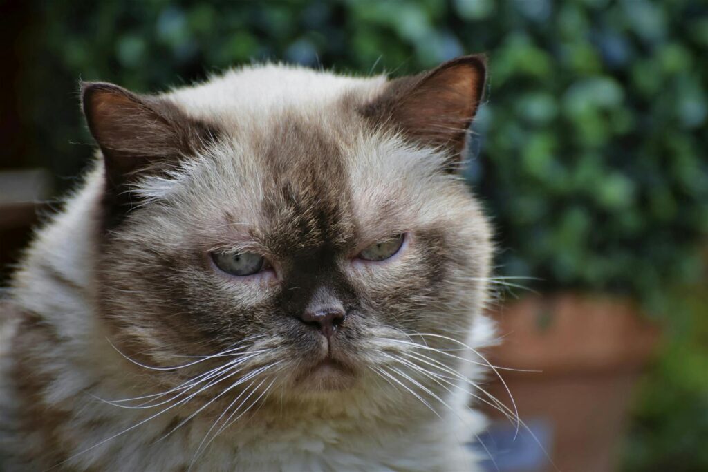 Adorable Himalayan cat in focus against a blurred garden background.