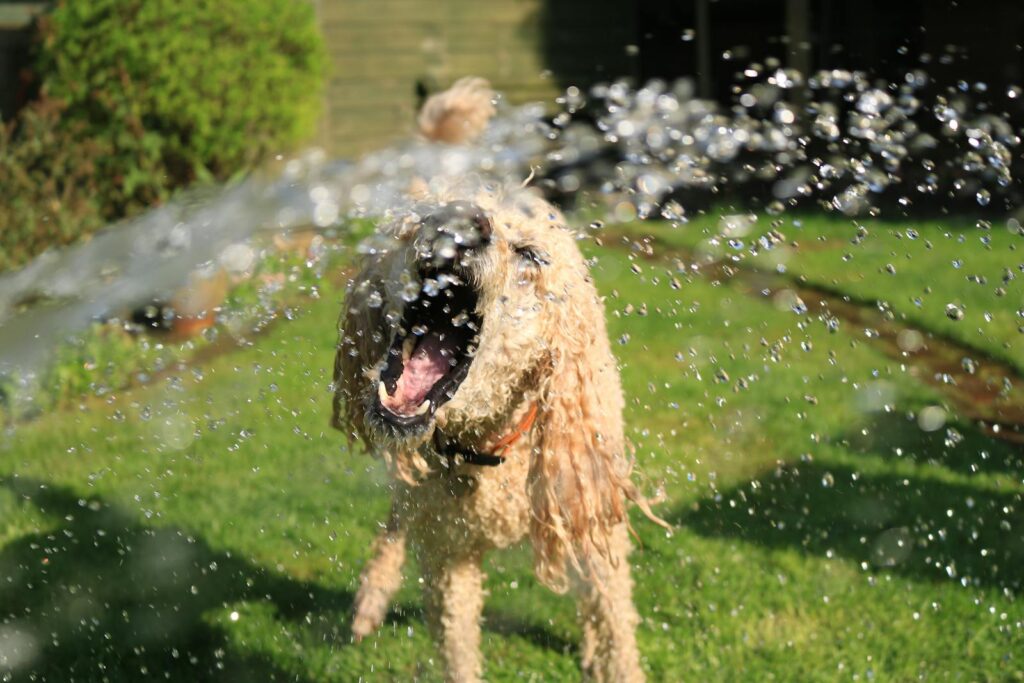 A Golden Doodle dog joyfully playing in a garden sprinkler on a sunny summer day.