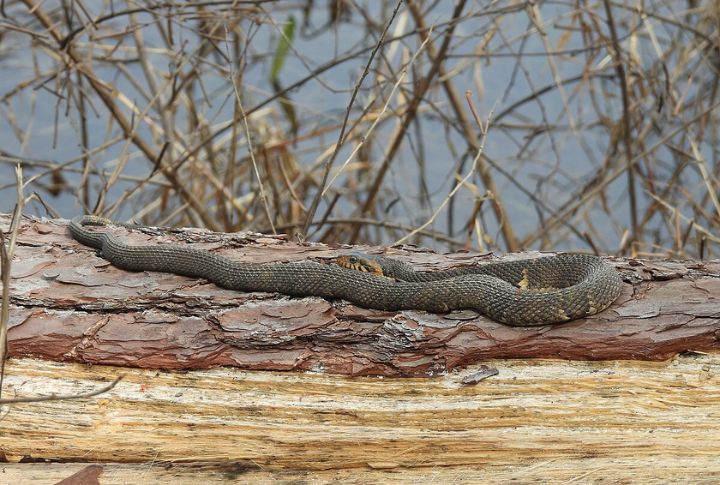 Banded Water Snake
