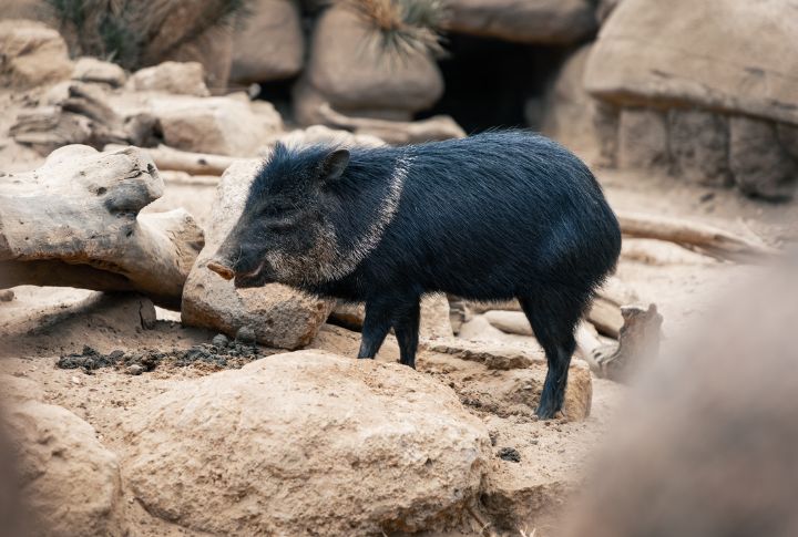 Collared Peccary (Javelina)