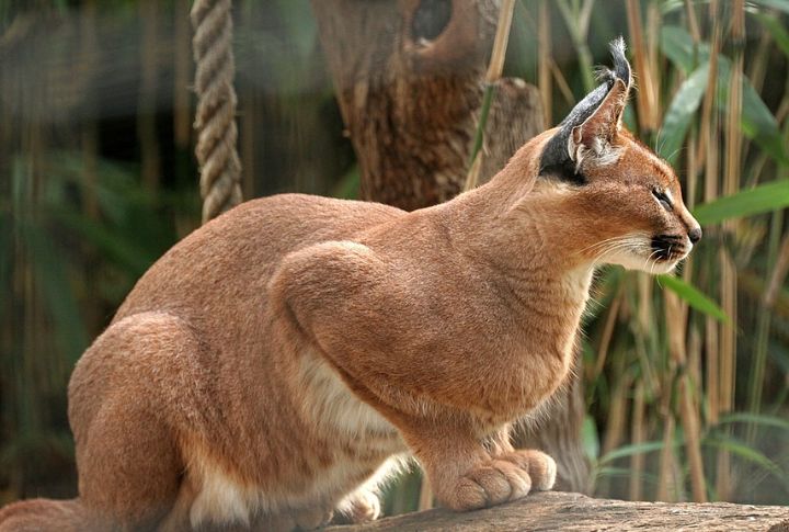 Caracal