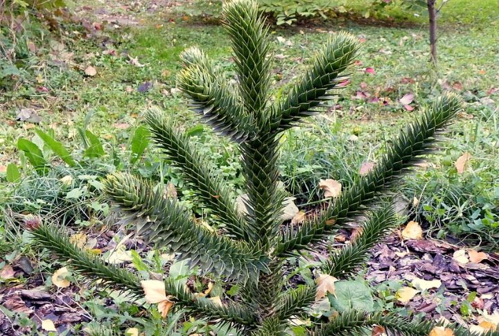 Chilean Monkey Puzzle (Araucaria araucana)