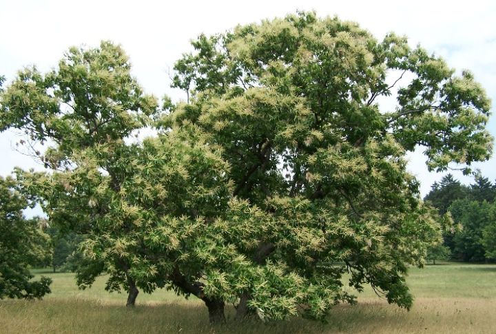 American Chestnut (Castanea dentata)