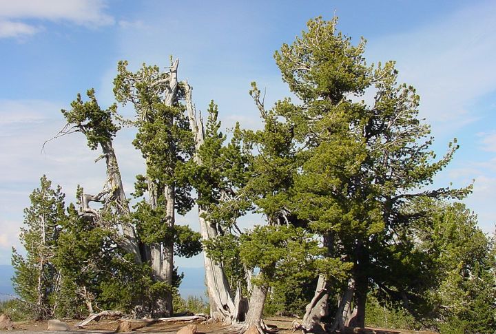 Whitebark Pine (Pinus albicaulis)