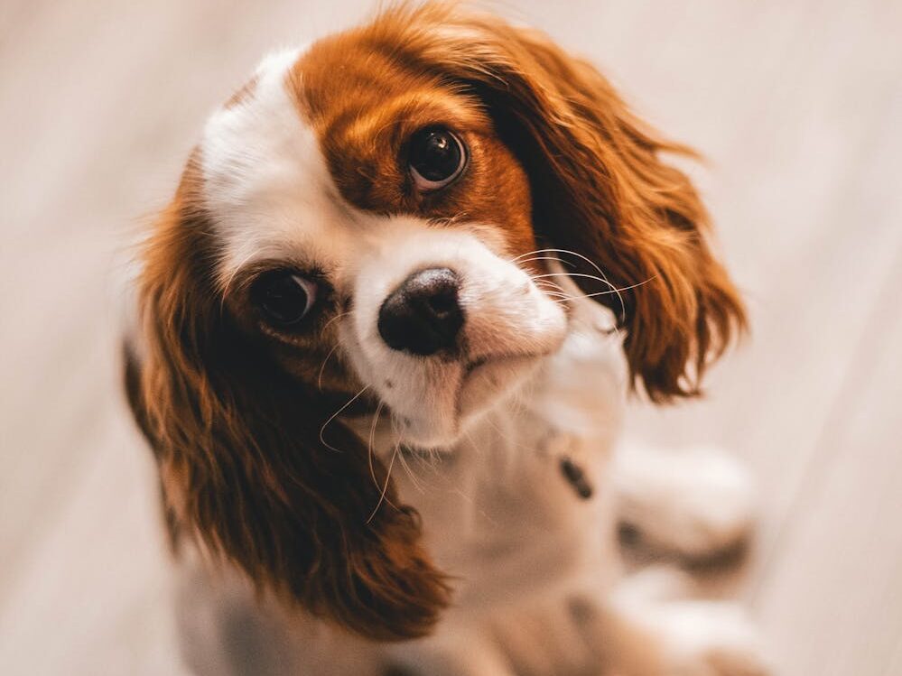 Charming close-up of a Cavalier King Charles Spaniel puppy sitting indoors, exuding pure cuteness.