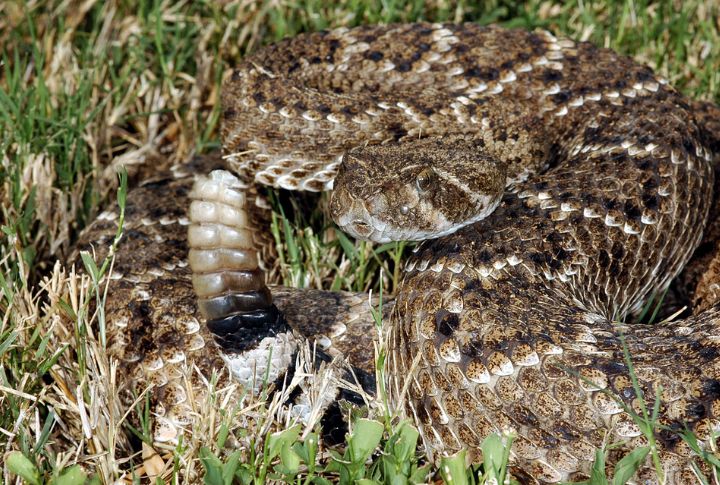 Rattlesnake Roundups