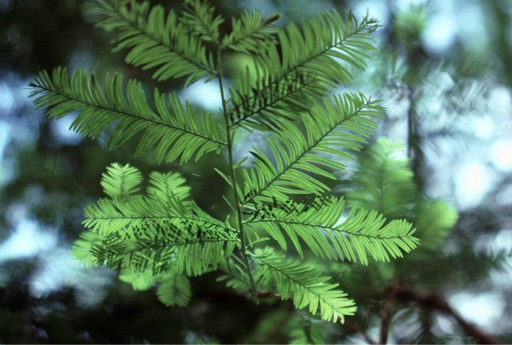 Florida Yew (Taxus floridana)