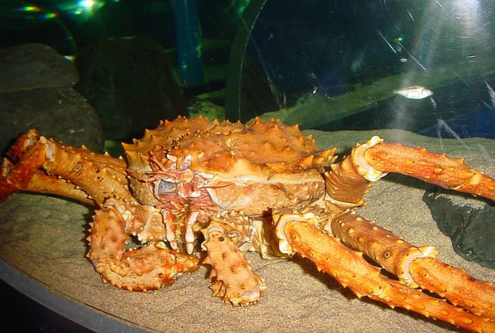 Alaska: King Crab