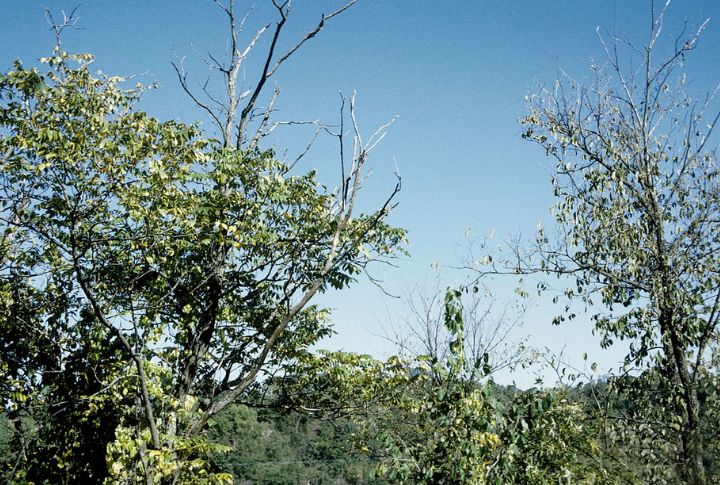 Butternut (Juglans cinerea)