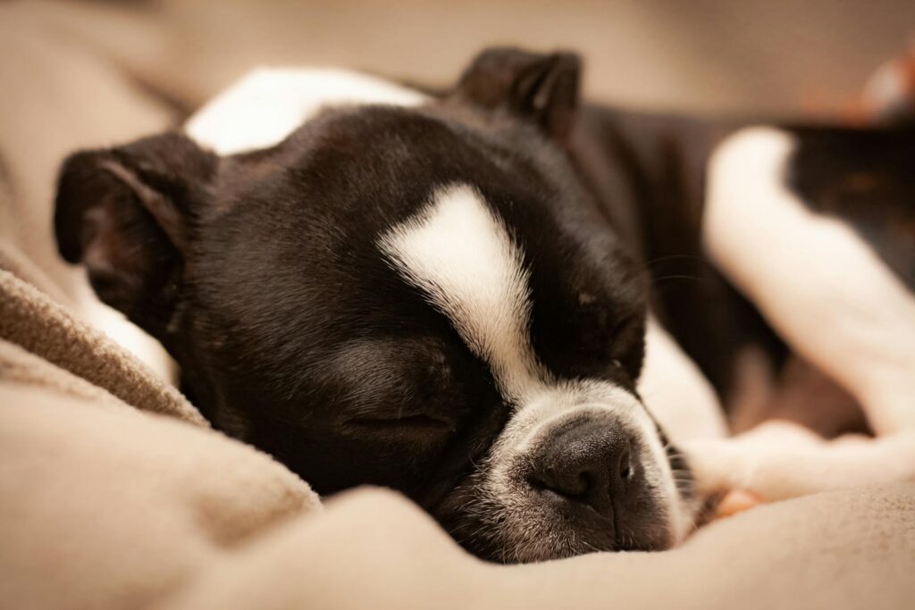 Adorable Boston Terrier puppy sleeping peacefully on a cozy blanket.