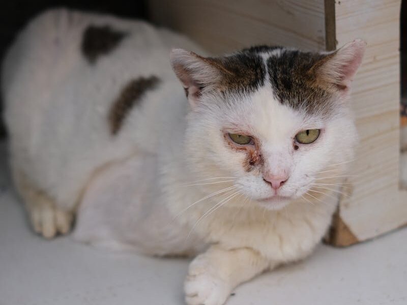 Cat with Purulent Eye Lying next to Wooden Box