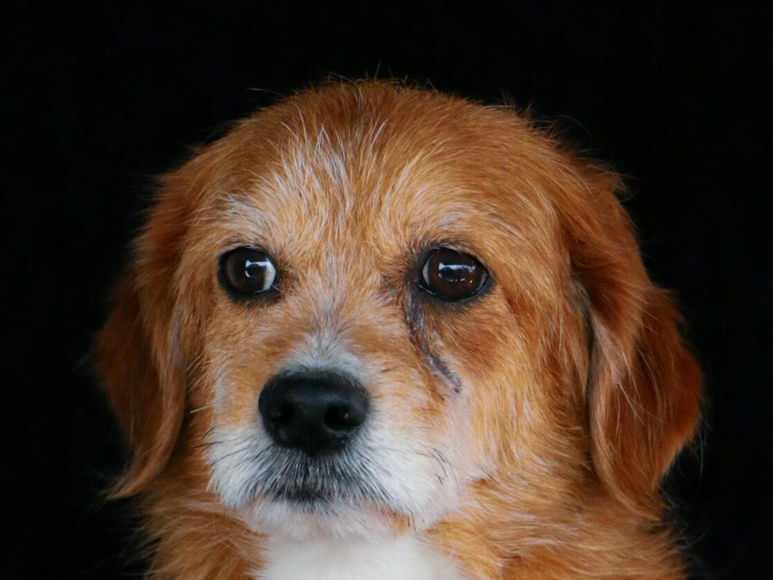 Emotional portrait of a golden retriever dog against a dark background, capturing a thoughtful and sad expression.