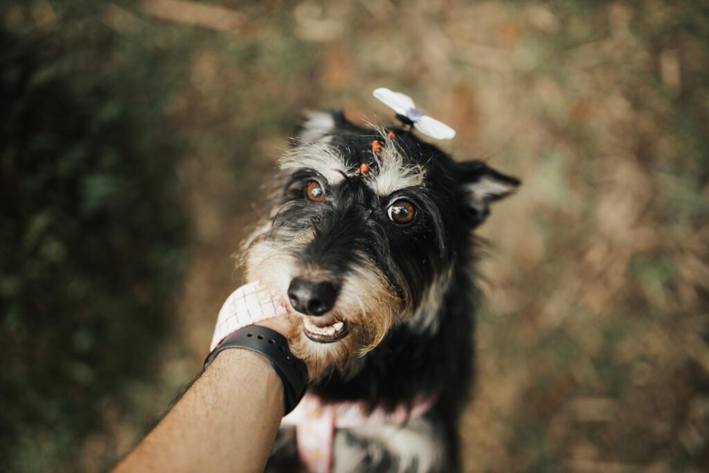 Adorable Schnauzer dog with a bow enjoying a gentle petting outdoors. Close-up view.