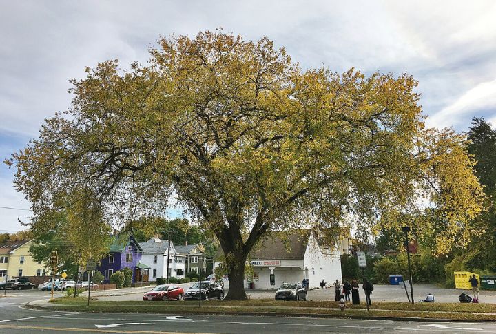 American Elm (Ulmus americana)