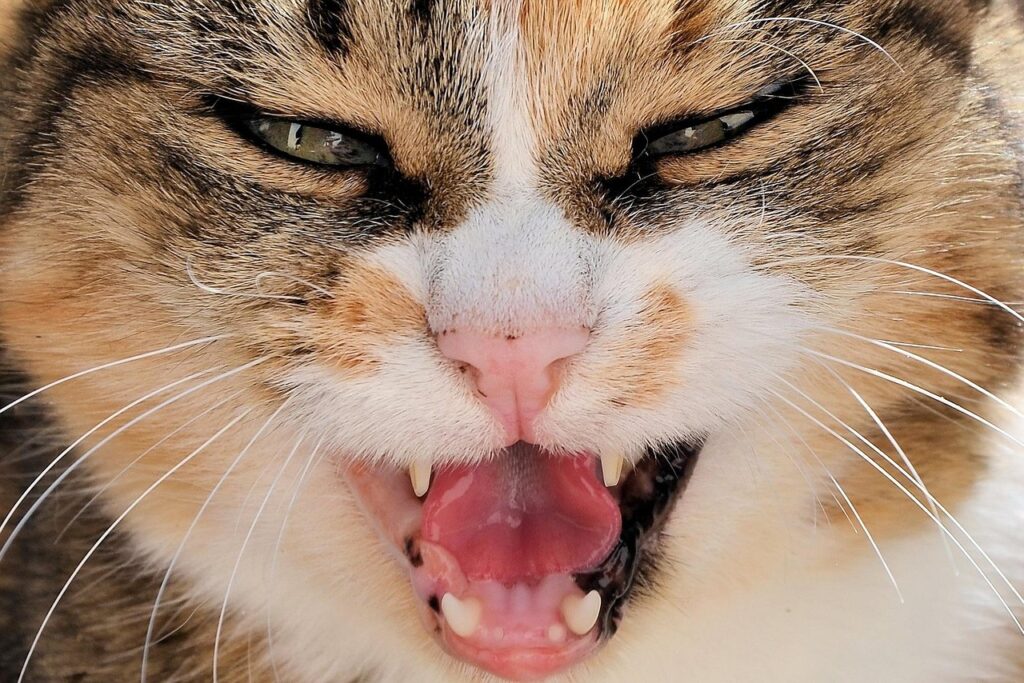 cat, animal, pet, eyes, teeth, open mouth, yawn, angry, tongue, brown cat, brown eye, brown angry, brown pets, brown teeth, angry, nature, angry, angry, angry, angry