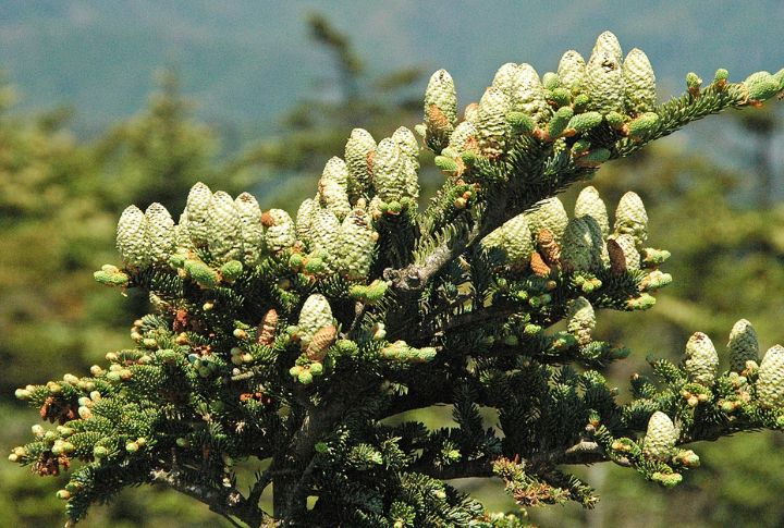 Fraser Fir (Abies fraseri)