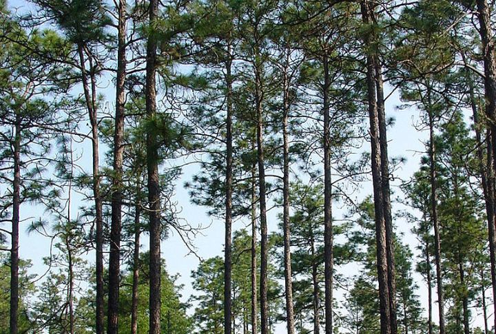 Longleaf Pine (Pinus palustris)