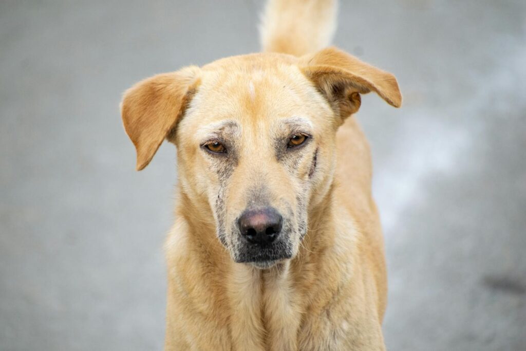 Portrait of a stray dog looking directly at the camera with a somber expression outdoors.