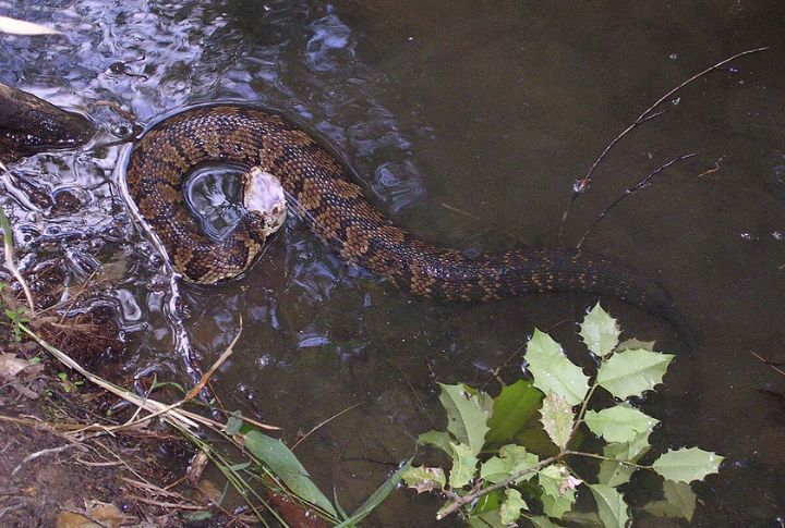 Eastern Cottonmouth