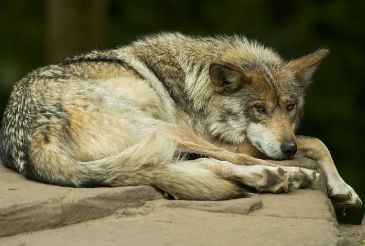 Mexican Gray Wolf