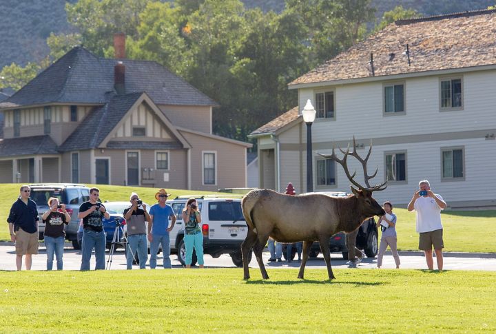 Wildlife Encounters Are Common Even Near Towns