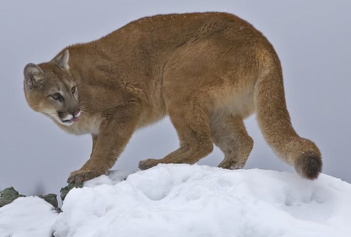 Mountain Lion (Cougar, Puma)