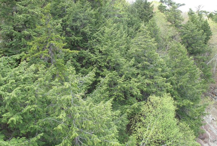 Eastern Hemlock (Tsuga canadensis)