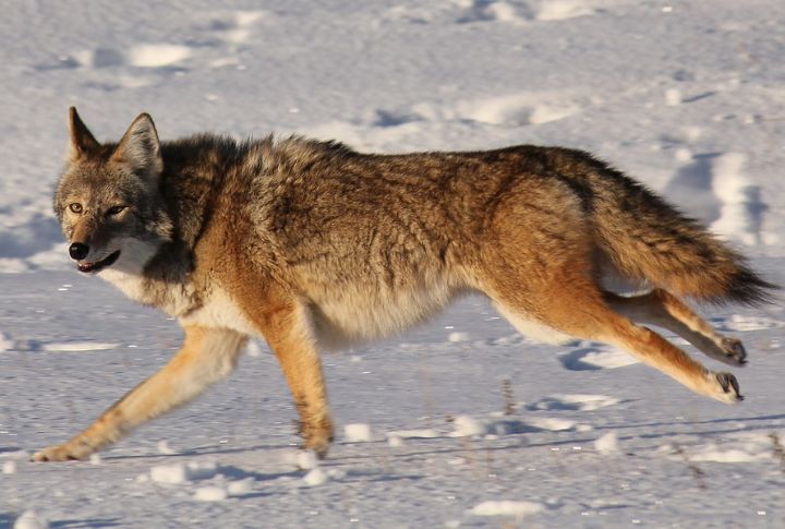 They Have Expanded Their Range Eastward