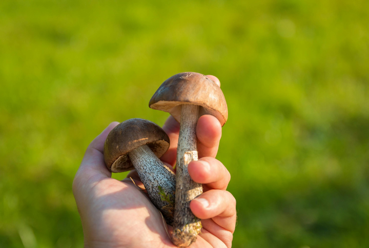 Foraging For Mushrooms Safely