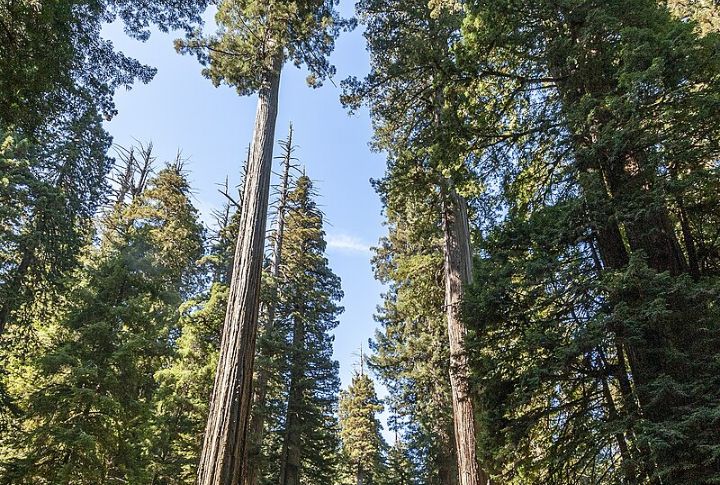 Coast Redwood (Sequoia sempervirens)
