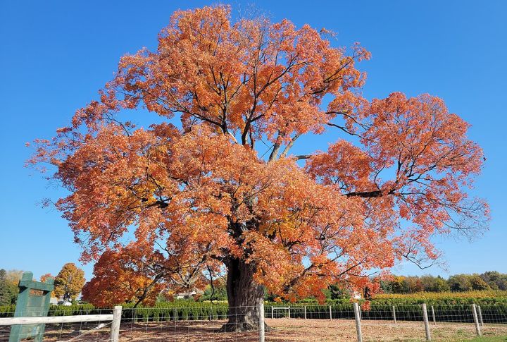 Sugar Maple (Acer saccharum)