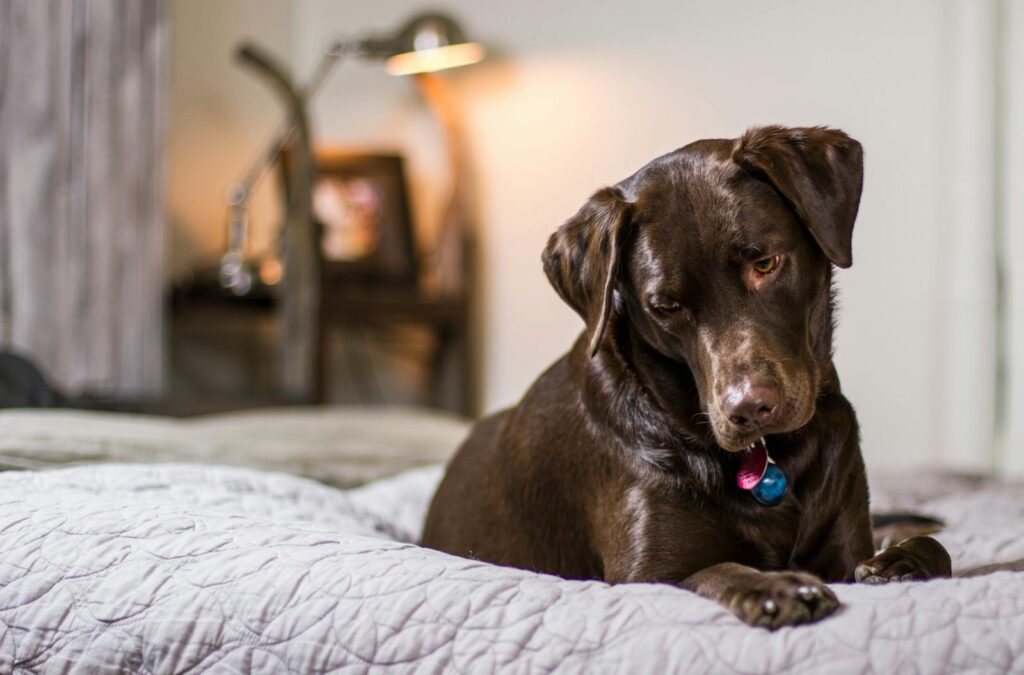 Cute chocolate labrador lying on a bed indoors, looking curious.