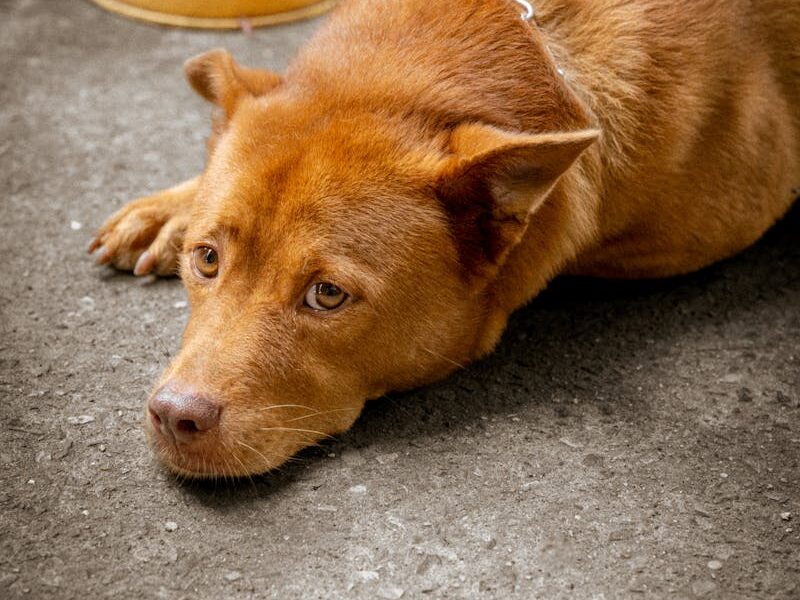 A chained brown dog lying on pavement next to a food bowl in Ho Chi Minh City, Vietnam.