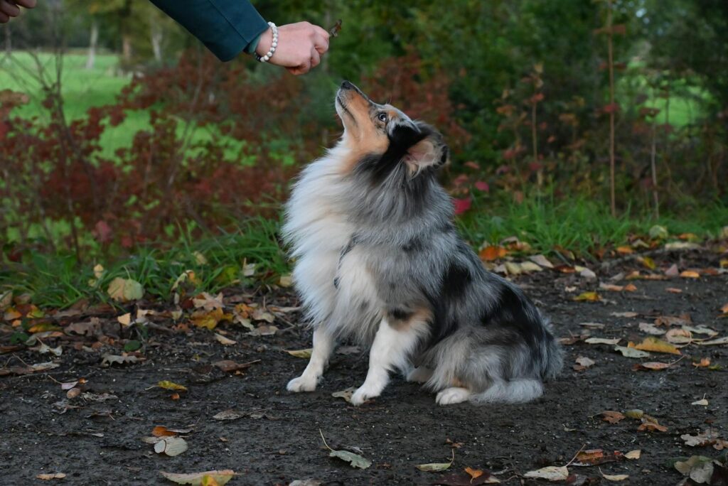 Shetland Sheepdog Training Outdoors in Autumn