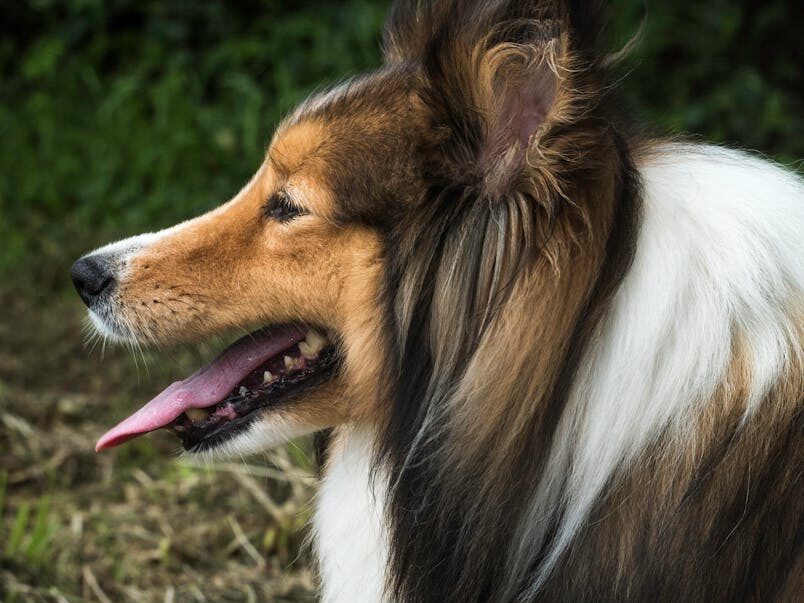 Shetland Sheepdog