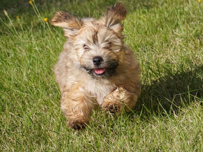 Cute Havanese puppy joyfully running on a grassy field on a sunny day.