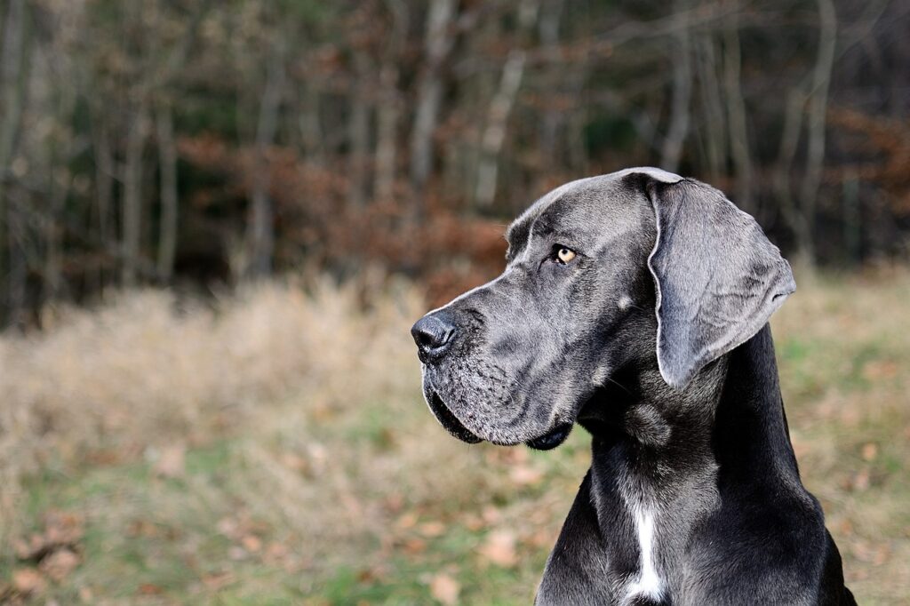 great dane, portrait, head, great dane, great dane, great dane, great dane, great dane