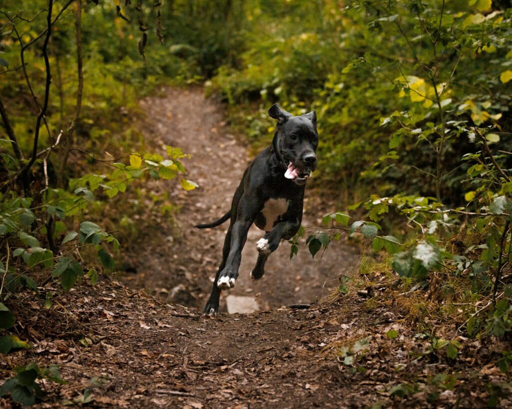 a dog is running down a dirt path in the woods