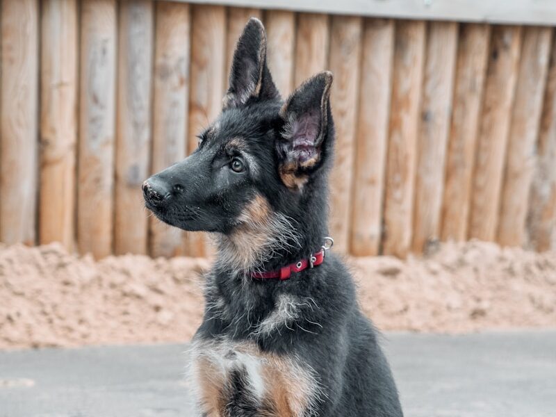 black and tan german shepherd sitting on gray concrete floor during daytime