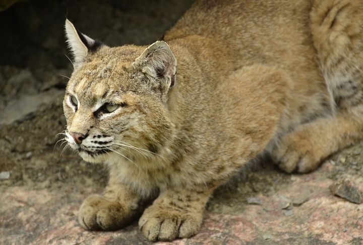 Bobcat