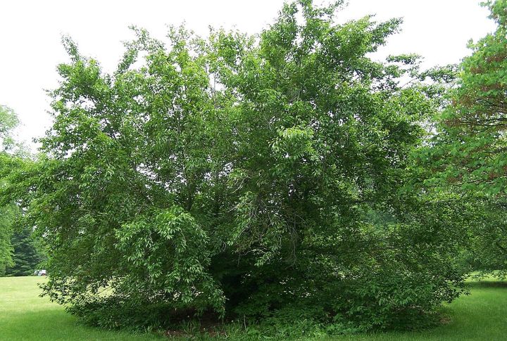 American Beech (Fagus grandifolia)