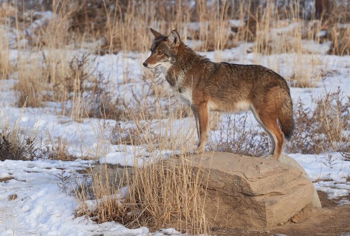 Their Diet Is Surprisingly Flexible