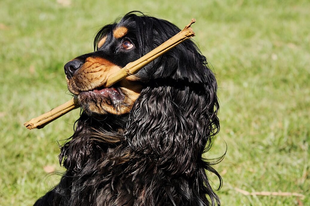 cocker spaniel, dog, plays, meadow, stick, pet, animal, cute, fur, tricolor, cocker, rude, purebred dog, active, spirited, nature, playful, friendly, loyal to, affectionate, cocker spaniel, cocker spaniel, cocker spaniel, cocker spaniel, cocker spaniel