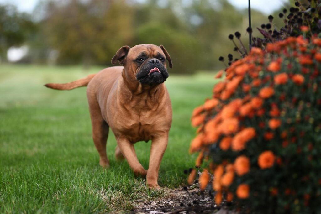 Bullmastiff walking through a garden with orange flowers in focus.