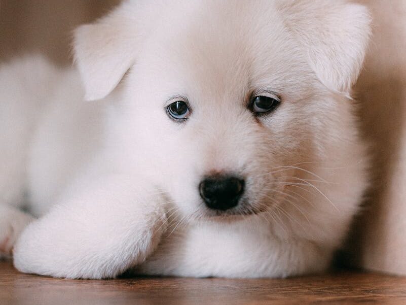 Cute and fluffy white Samoyed puppy laying on a wooden floor, looking curious.