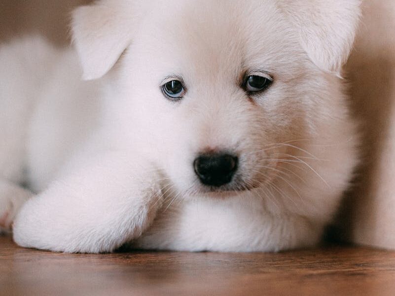 Cute and fluffy white Samoyed puppy laying on a wooden floor, looking curious.